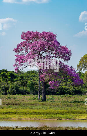 Piúva albero vicino alla Via Transpantaneira, Pantanal settentrionale, Brasile. Foto Stock