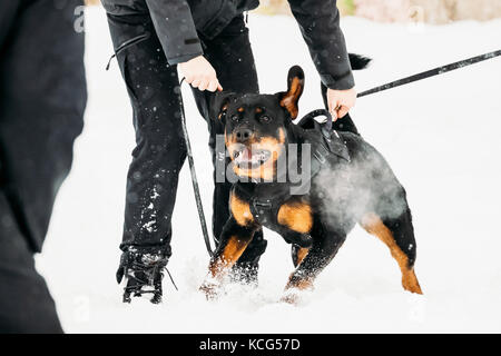 La formazione del nero di razza Rottweiler metzgerhund cane adulto. attacco e difesa. stagione invernale Foto Stock