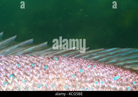 Dettaglio di spine nella pinna dorsale di australasian snapper pagrus auratus. Foto Stock