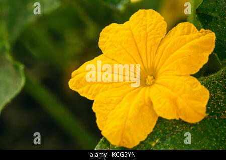 Fiore giallo di cetriolo sul ramo in giardino. pianta flowering. Foto Stock