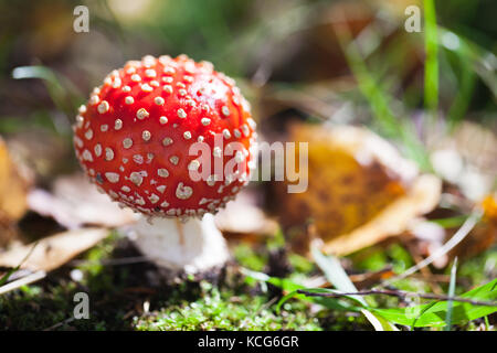 Funghi velenosi amanita muscaria, comunemente noto come il fly agaric o fly amanita cresce nella foresta di estate Foto Stock