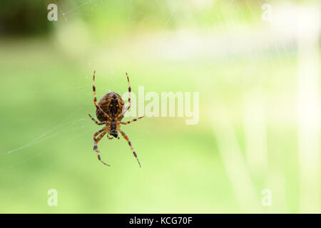 Orb weaver spider, una visione comune in autunno, si siede sul suo web contro una luce verde sfondo sfocato Foto Stock