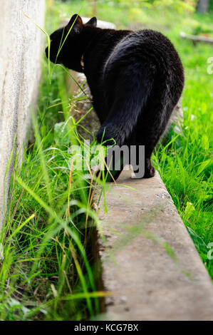 Gatto nero all'aperto Foto Stock