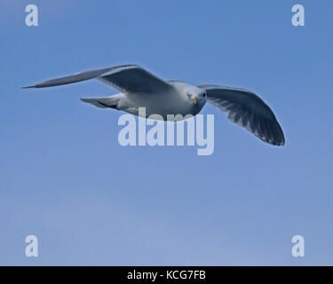 Il glaucous-winged gull è un grande, bianco-headed gull con ali di colore grigio e viene comunemente trovati in Alaska Foto Stock