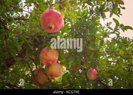 Frutti di melograno appeso a un albero. Foto Stock