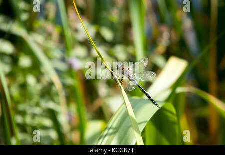 Migrant hawker dragonfly in appoggio sulla lamina Foto Stock