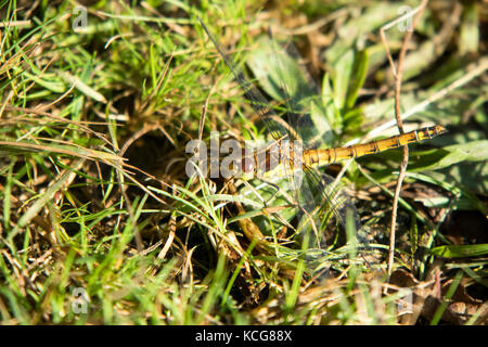 Comune femmina darter dragonfly appoggiata in erba Foto Stock
