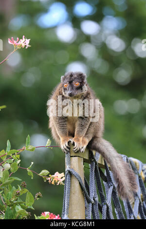 Comune lemure marrone in appoggio Foto Stock