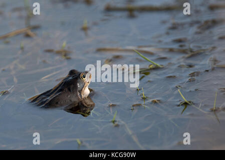 Rana in acqua e sole Foto Stock