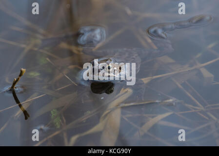 Rana in acqua Foto Stock