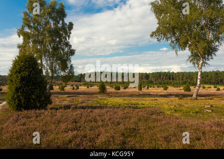 Tipico lueneburg heath nella collezione autunno Foto Stock