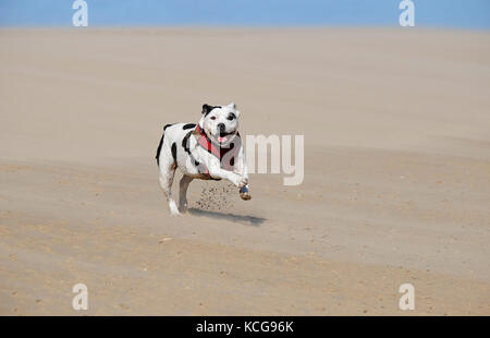 Staffordshire bull terrier cane sulla spiaggia, Norfolk, Inghilterra Foto Stock