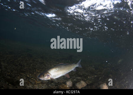 Temolo in chalkstream Foto Stock