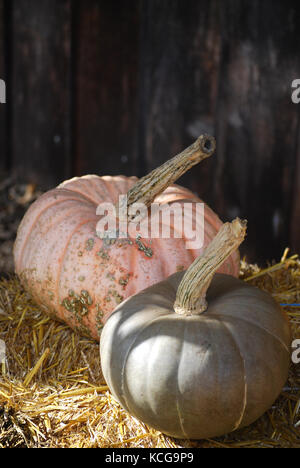 Autunno cimelio di zucche su di una balla di paglia, Bainbridge Island, WA USA Foto Stock