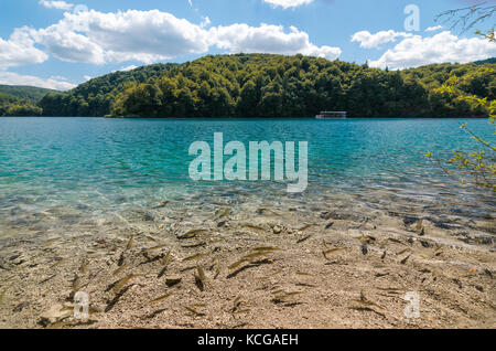 Avere uno sguardo nel lago Foto Stock