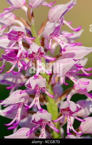 Ibrido tra Orchide omiciattolo e Orchidea Militare, Provenza, Francia meridionale / (Orchis simia), (Orchis militaris) Foto Stock