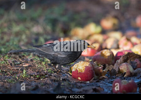 Merlo Turdus merula maschio di alimentazione sulle mele nel giardino invernale di Norfolk Foto Stock