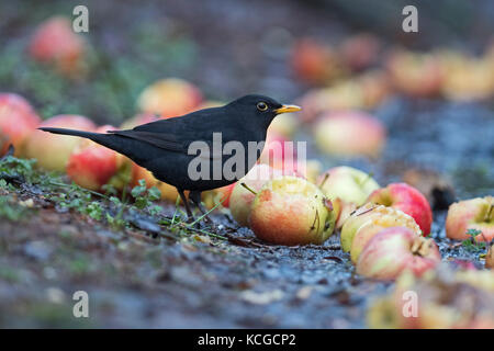 Merlo Turdus merula maschio di alimentazione sulle mele nel giardino invernale di Norfolk Foto Stock