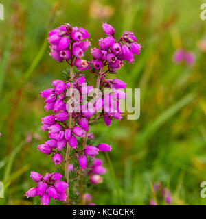 Bell erica Erica Cinerea Bell erica Erica Cinerea