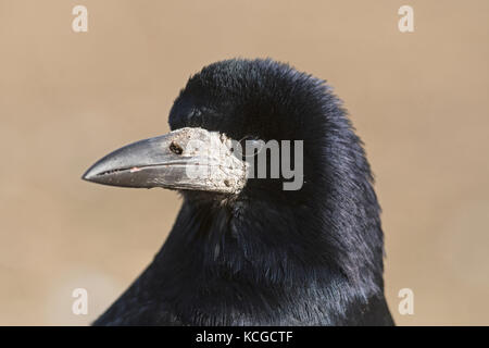 Rook Corvus frugilegus adulto Hortobagy Parco nazionale di Ungheria Gennaio Foto Stock