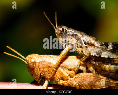 Italian locust (Calliptamus italicus) Foto Stock