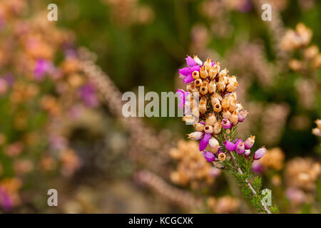 Close-up di campana, erica Erica Cinerea in autunno, Dorset, Regno Unito Foto Stock