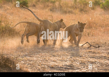 Lion (panthera leo) cubs giocando, il Masai Mara National Game Park Riserva, Kenya, Africa orientale Foto Stock