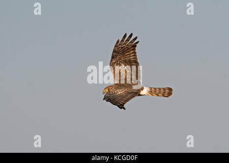 Albanella reale Circus cyaneus caccia femmina sulla pianura Hortobagy, Ungheria inverno Foto Stock