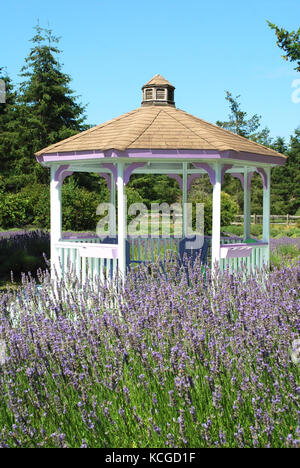 Gazebo in un campo di lavanda - Sequim, WA, Stati Uniti d'America Foto Stock