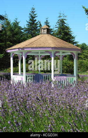 Gazebo in un campo di lavanda - Sequim, WA, Stati Uniti d'America Foto Stock