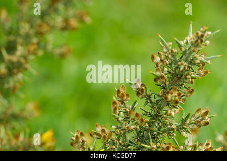 Gorse, Ulex Europaeus Foto Stock