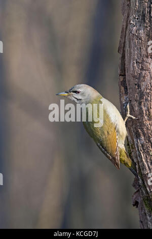 Picchio cenerino Picus canus femmina di Hortobagy Parco nazionale di Ungheria Gennaio Foto Stock