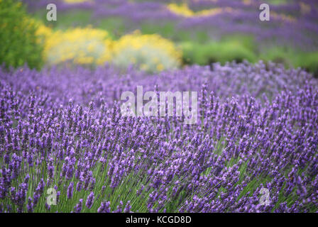 Campi di lavanda e di elicriso cresce in Sequim, WA, Stati Uniti d'America Foto Stock