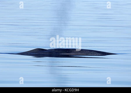 Soffiare attraverso il foro di sfiato di balena blu (balaenoptera musculus) affiorante l'Oceano artico, svalbard, Norvegia Foto Stock