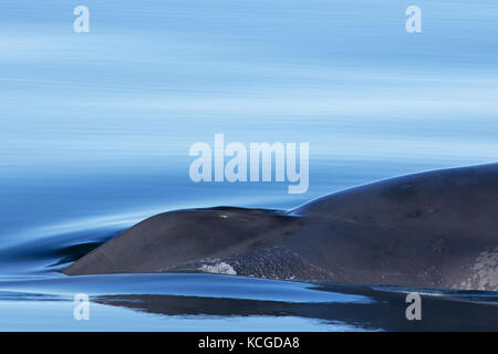 Blowhole di balena blu (balaenoptera musculus) affiorante l'Oceano artico, svalbard, Norvegia Foto Stock