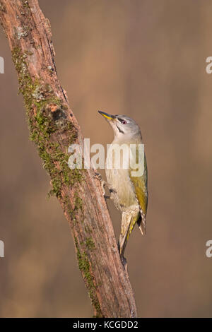 Picchio cenerino Picus canus femmina di Hortobagy Parco nazionale di Ungheria Gennaio Foto Stock