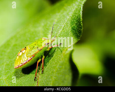 Sud scudo verde bug (Nezara viridula) - Italia Foto Stock