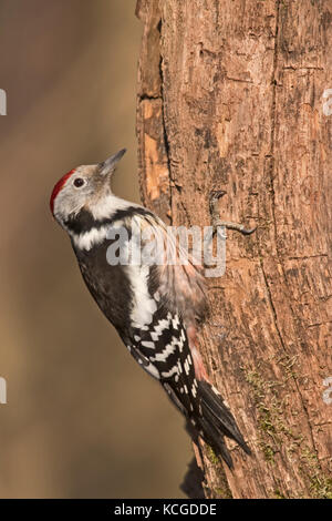 Medio macchie Picchio (Leiopicus medius) Hortobagy Parco nazionale di Ungheria Gennaio Foto Stock