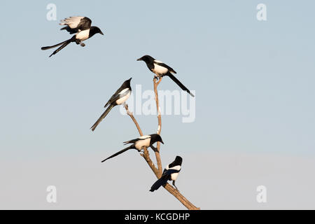 Eurasian gazze Pica pica raccogliere prima di andare a roost Hortobagy Parco nazionale di Ungheria Gennaio Foto Stock