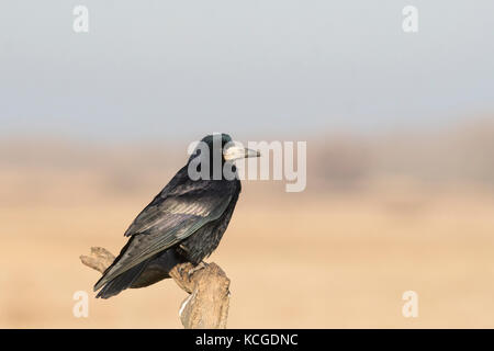 Rook Corvus frugilegus adulto Hortobagy Parco nazionale di Ungheria Gennaio Foto Stock