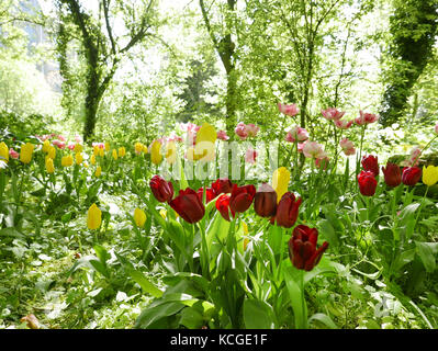 Wild fioritura tulipani in un giardino con alberi e schrubs Foto Stock