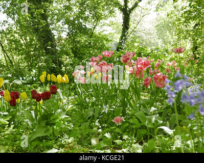 Wild fioritura tulipani in un giardino con alberi e schrubs Foto Stock