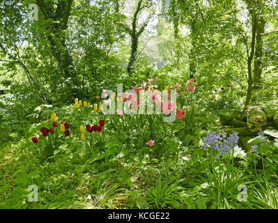 Wild fioritura tulipani in un giardino con alberi e schrubs Foto Stock