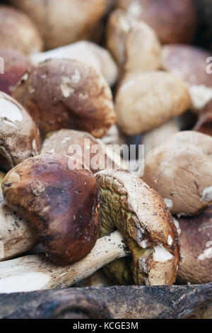 Close-up di fresco di funghi porcini Foto Stock