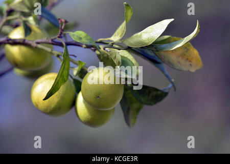 I limoni crescono al di fuori nel sole su corfu in Grecia. Foto Stock