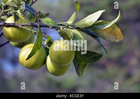 I limoni crescono al di fuori nel sole su corfu in Grecia. Foto Stock