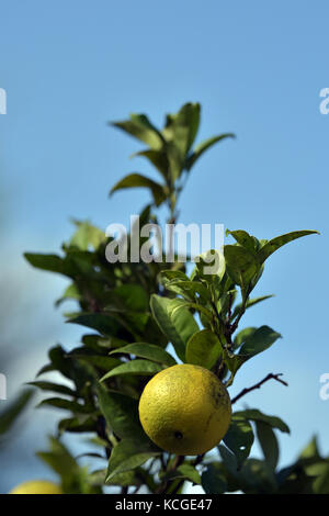 I limoni crescono al di fuori nel sole su corfu in Grecia. Foto Stock