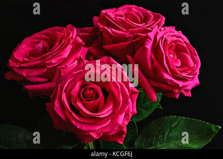 Boccioli di rosa luminoso rose e foglie verdi su sfondo nero. Foto Stock
