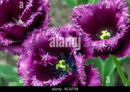 Tulipani frangiati primo piano fiore viola Tulipa ' Gorilla ' Mauve viola scuro Tulipano frangiati Foto Stock