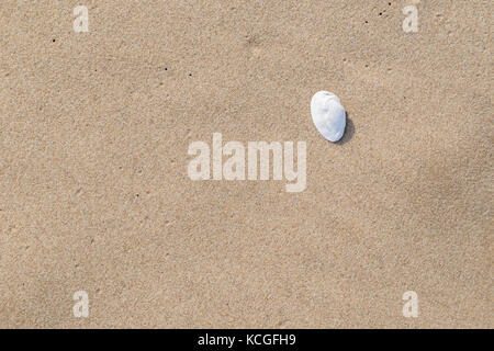 Close-up di una conchiglia e sabbia liscia ad una spiaggia sfondo texture. Foto Stock